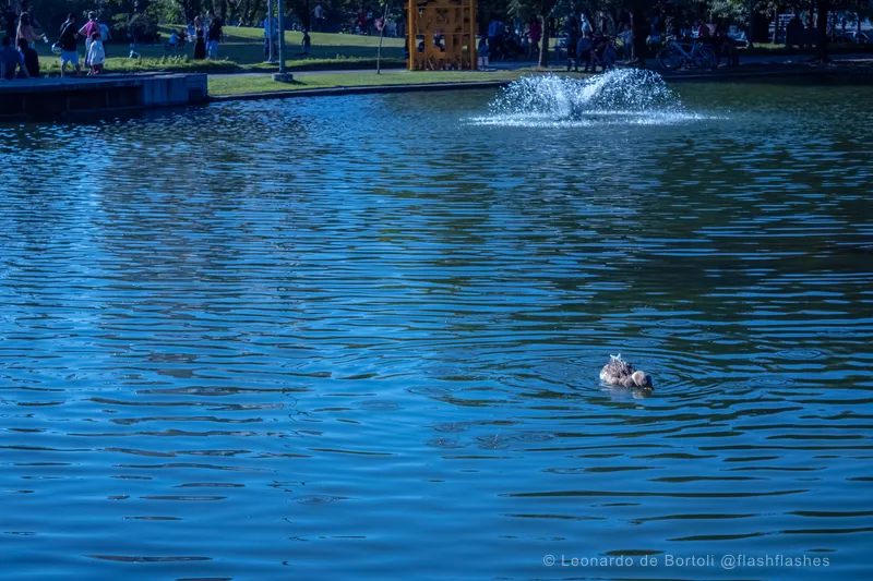 ramiro_patos