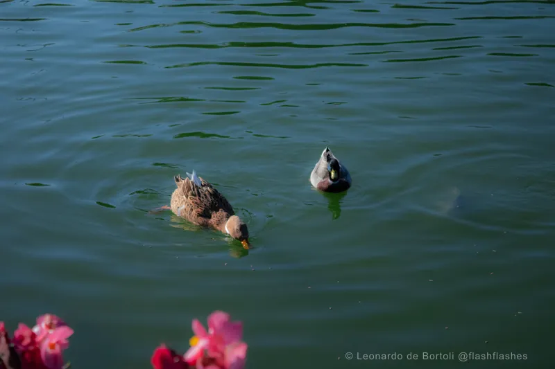 ramiro_patos2