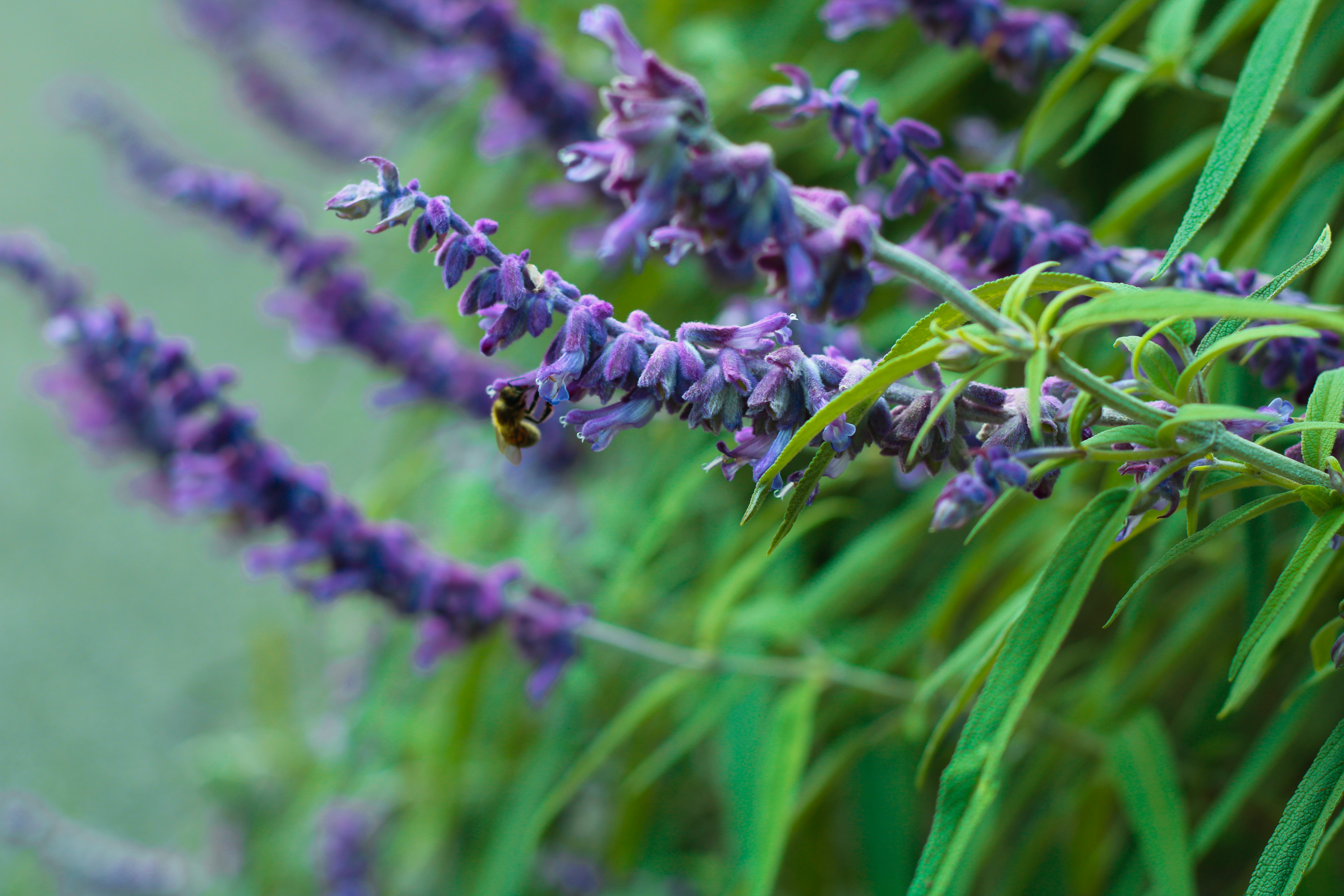 IMG_4474.JPG edited